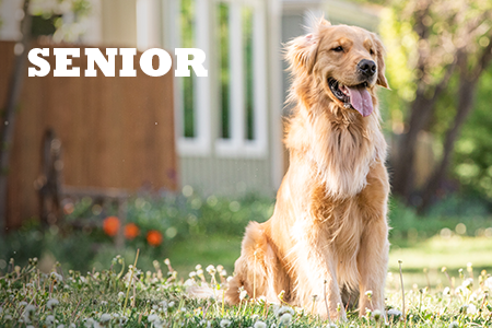 Alimentación natural para perros senior